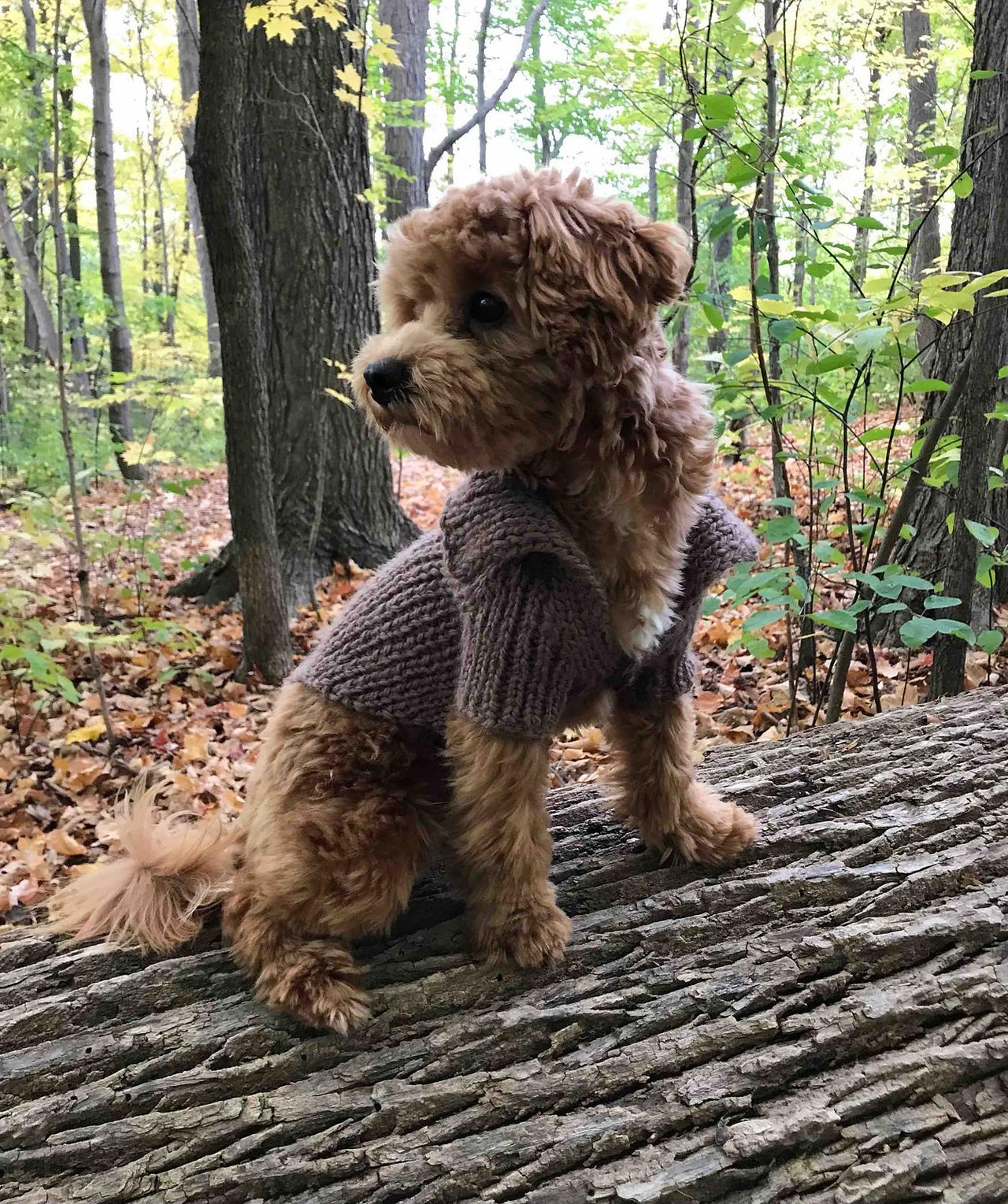Dog Stretchy Cardigan