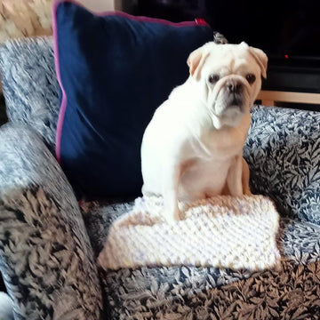 Blanket for Duggie