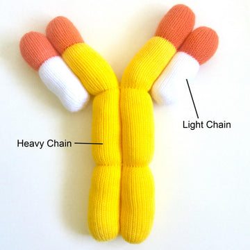 Giant Antibodies (IgG and IgE)