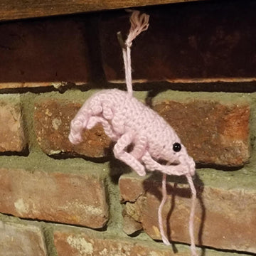 Shirley the Shrimp