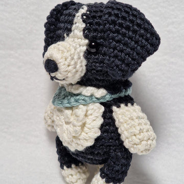 Border Collie Dog