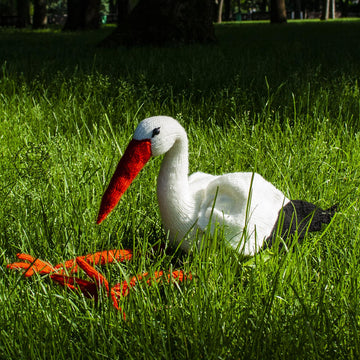 Big stork