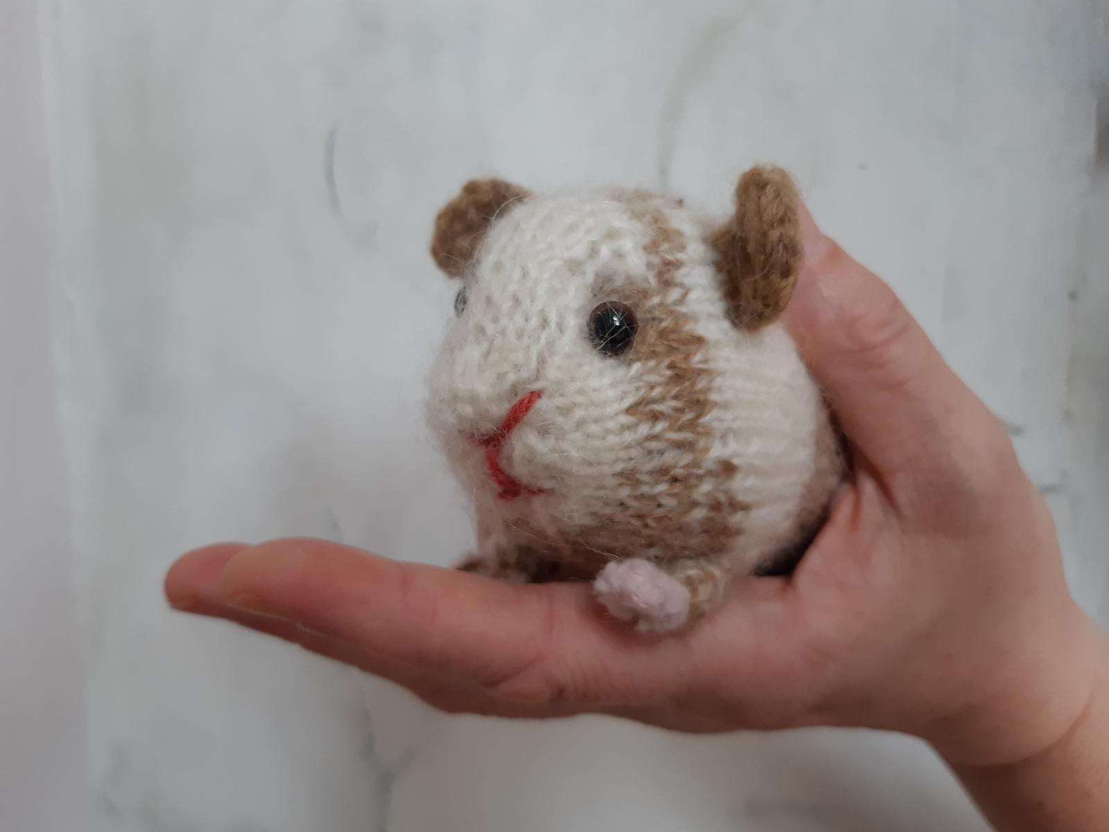 Guinea pig