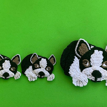 Boston Terrier