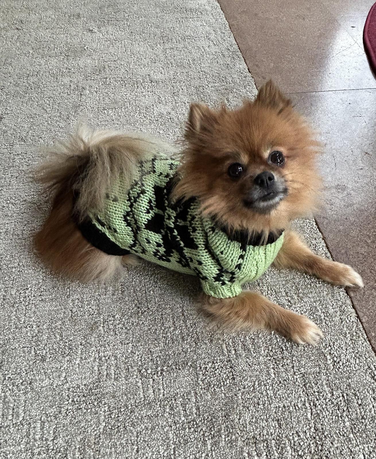 Snowy pup Sweater