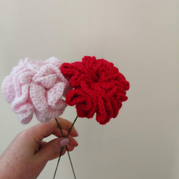 Carnation flower