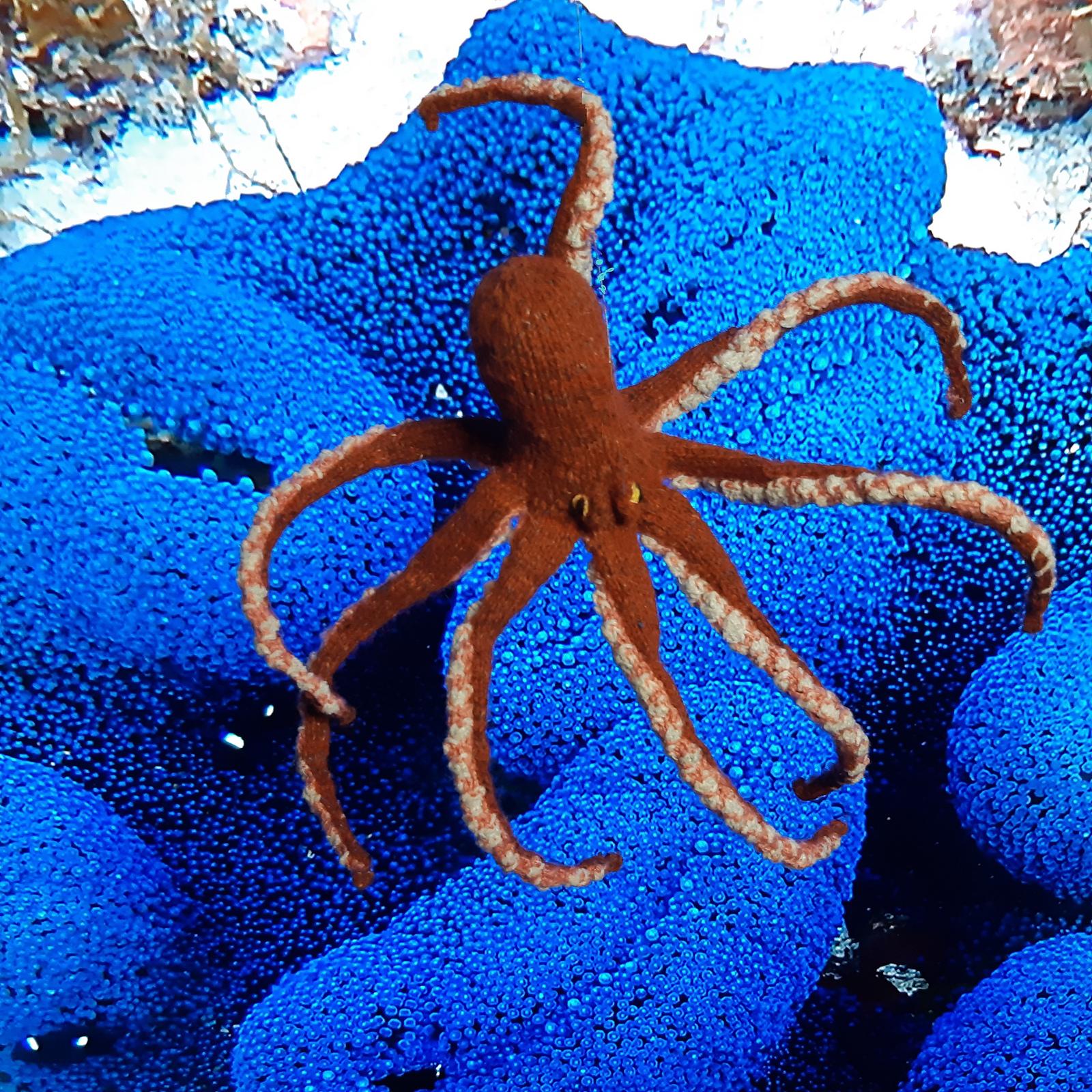 Octopus & coconut