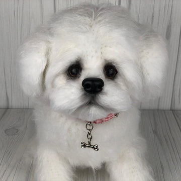 Maltese Puppy