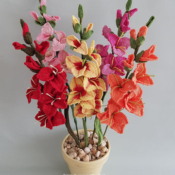 Gladiolus