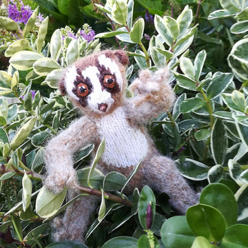 Slow loris