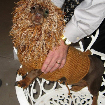 Lion Dog Sweater - Sizes XS, S, M, Miniature Dachshunds
