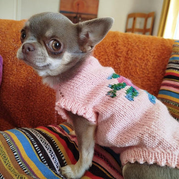 Pull Rosemary pour petit chien