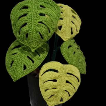Monstera  Swiss Cheese plant