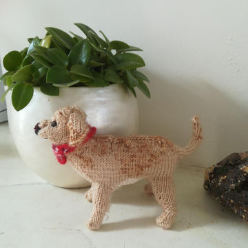 Labrador retriever