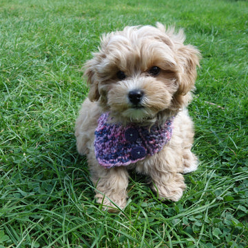 Dog Raspberry Buttoned Cowl