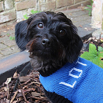 Designer Dog Coat and Cat Coat