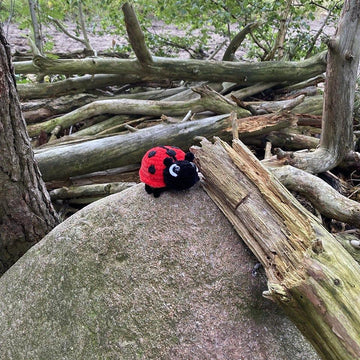 Ladybug