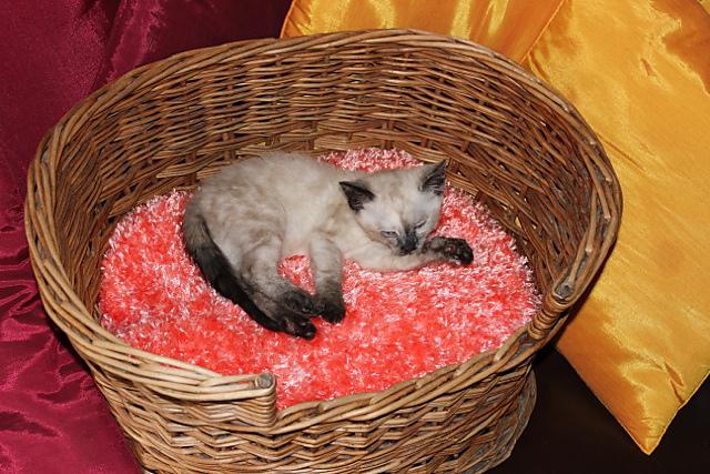 Cat Basket Fluffy Cushion (Pillow)