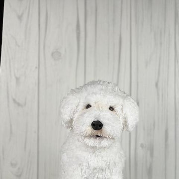 Bichon Dog