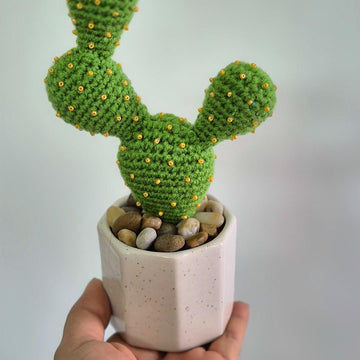 Prickly pear cactus