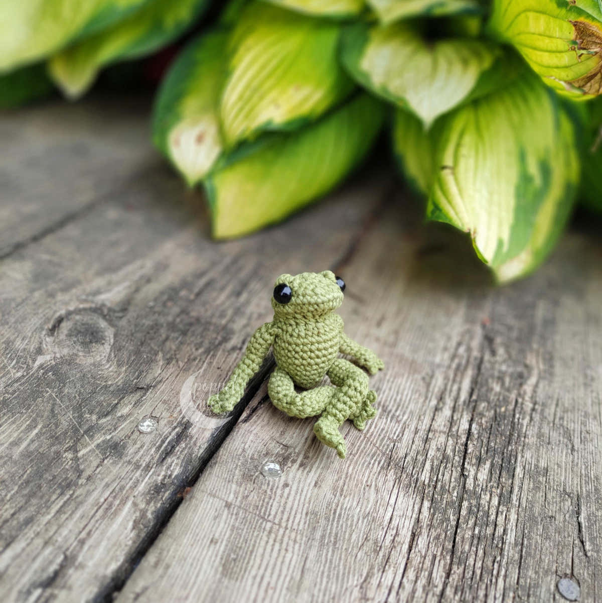 Tiny Frog