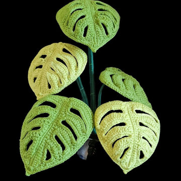 Monstera  Swiss Cheese plant