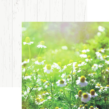 Reminisce Wildflower Double-Sided Cardstock 12"X12" 25/Pkg - Field Of Daisies