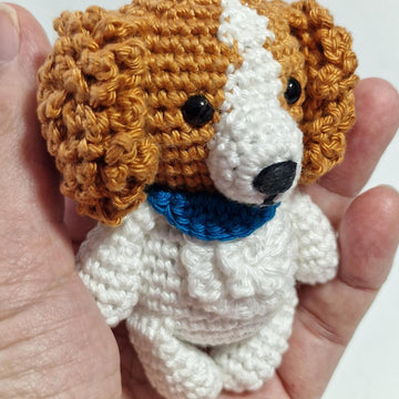 Cavalier Spaniel Dog
