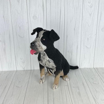 Pit Bull mix