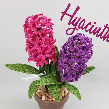 Hyacinth