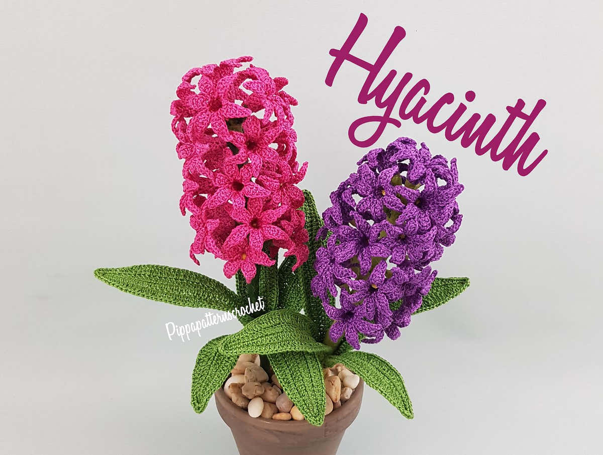 Hyacinth