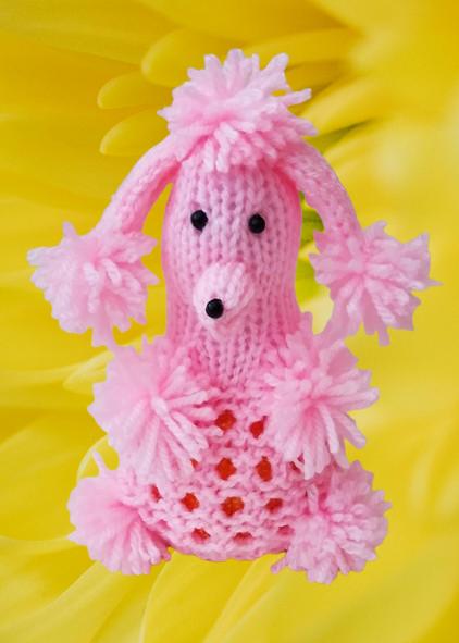 Poodle Chocolate Orange Cosy