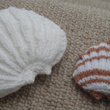 Scallop Shell