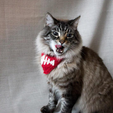 Pet neckerchief