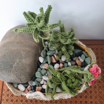 Succulent Hookeri Plant