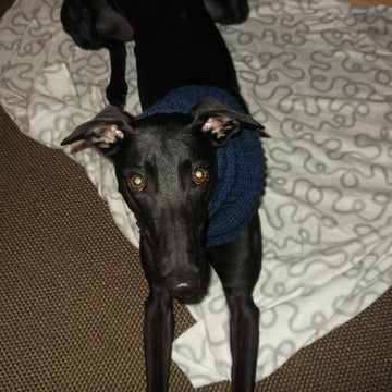 Greyhound snood