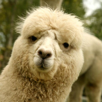 Icon Dress