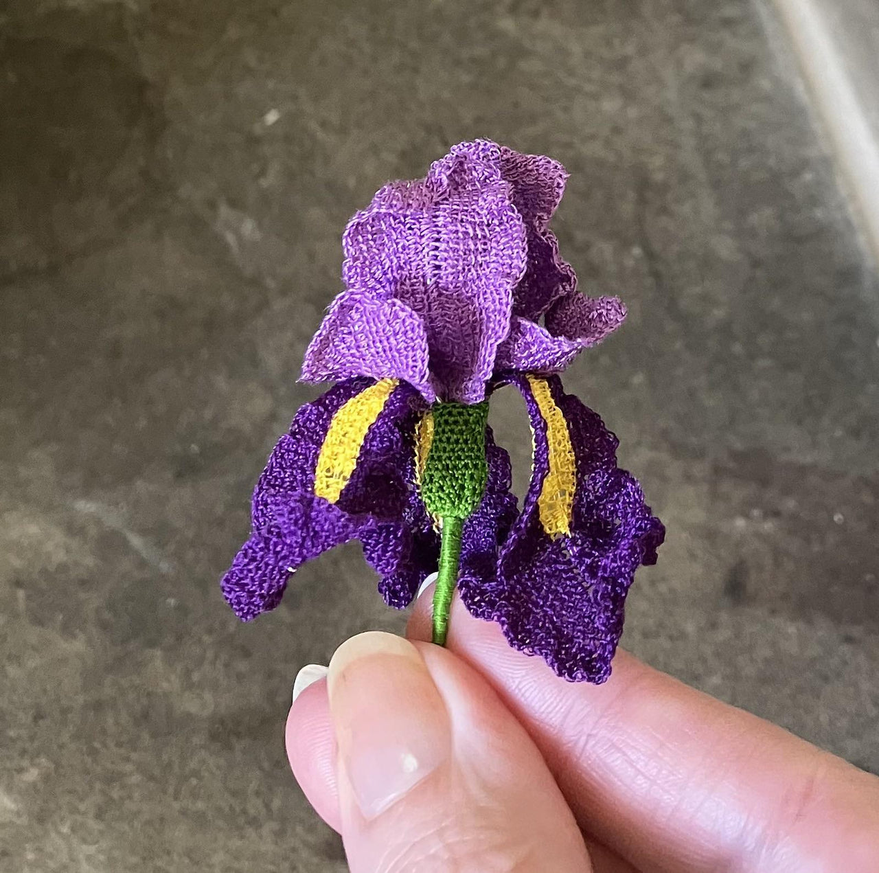 Iris flower