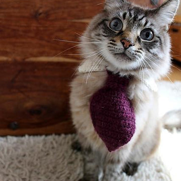 Pet Tie