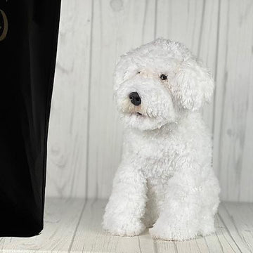 Bichon Dog