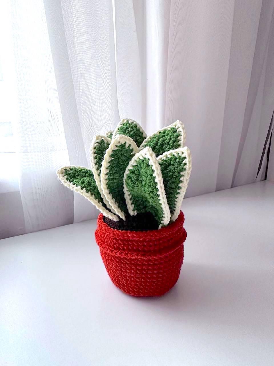 Potted Sansevieria