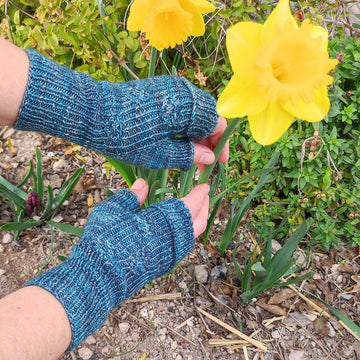 Primula