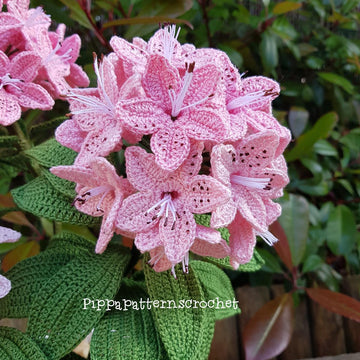 Rhododendron