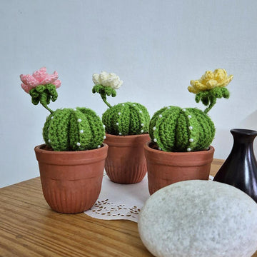 Cactus plant with flower
