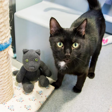 Sushi the Cat for Battersea