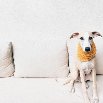Doggo no 4 scarf
