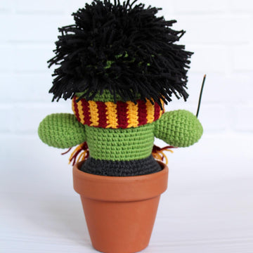 Cactus wizard Harry, plant, succulent