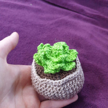 Succulent