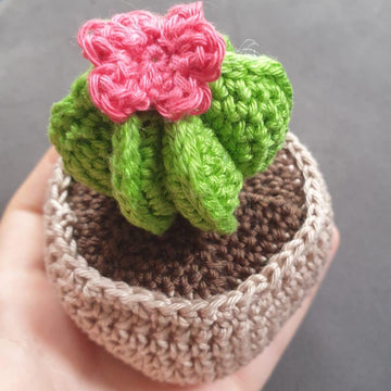 Bishop's cap cactus