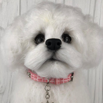 Maltese Puppy